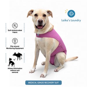 Recovery suit for dogs and cats after surgery - no more cone of shame
