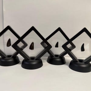 May include: Four black display cases, each containing a dark brown fossilised tooth. The cases have a square, floating frame design and sit on a round black base. The background is white.