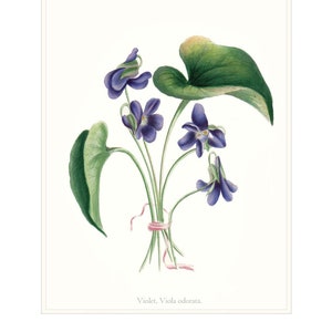 Violet Flower Print Purple Flowers Botanical Drawing Violet Flower Picture Cottage Garden Flower Print Giclée Printed onto Archival Paper.