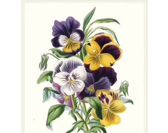 Pansy Flower Art Print. Purple Viola Flower Art. Yellow Pansies Print. Cottage Garden Flowers Wall Decor. Pansy Flower Decor. Botanical Gift