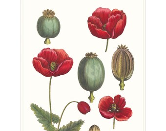 Botanical Wall Art, Poppy Wall Art Print, Botanical Decor Print, Flower Wall Art Poster, Botanical Art Print. Botanical Poster Red Wall Art