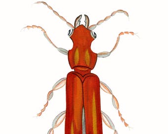 Cinnamon Orange Oak Tree Beetle Print from my Bug Watercolour. Burnt Orange Color Entomology. Beetles, Bugs and Creepy Crawley Insects Print