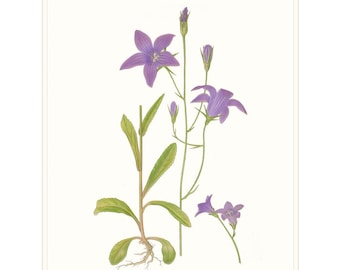 Campanula Flower Print, Gardeners Birthday Gift. Flowers Botanical Drawing, Campanula Picture. Wild Flower Nature Study