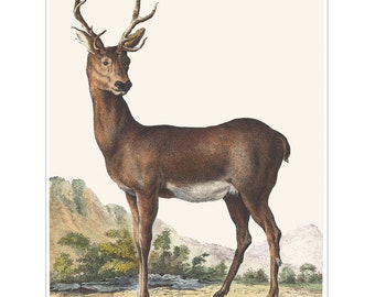 Red Deer Giclée Print Directly from our Original Hand Coloured Antique Engraving