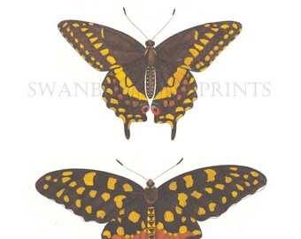 Butterfly Print Taken From Original Hand Painted Watercolour, Giclée Printed On Archival Watercolour Paper.