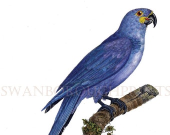 Blue Parrot Wall Art Print. Blue Hyacinth Macaw. Amazon Blue Parrot. Blue Macaw Parrot Print. Decorative Home Decor Art Print.