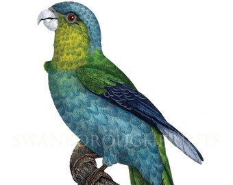 Blue Parrot Print. Parrot Wall Art Print. Amazon Blue Parrot Decor. Green Bird Print. Blue Living Room. Wall Art Decor. Amazon Rain Forest