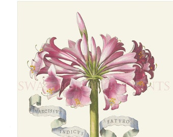 Print of a Pink Narcissus Taken from The Original Antique 1638 Engraving by Giovanni Battista Ferrari.