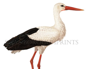 White Stork Wall Art Print, Ornithology Ciconia Bird Print, European White Stork Wall Decor.