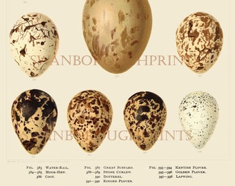 Bird Eggs Print showing Marsh Land Birds Eggs in Pastel Colours Giclée Printed onto Archival Smooth Watercolour Paper.