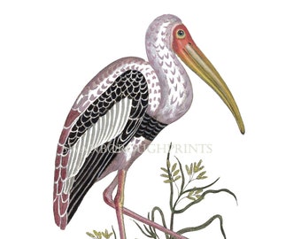 White Headed Ibis Bird Print Pink Ibis Bird Art Print Elegant Home Bird Art Print Giclée Print from Hand Coloured Black and White Engraving.