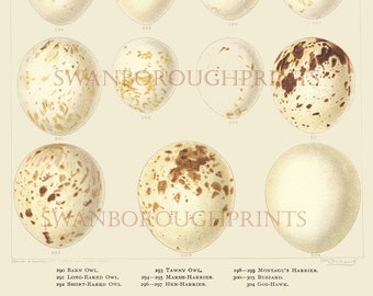 Bird Eggs Print showing Owl and Harrier Birds Eggs in Pastel Colours Giclée Printed onto Archival Smooth Watercolour Paper.