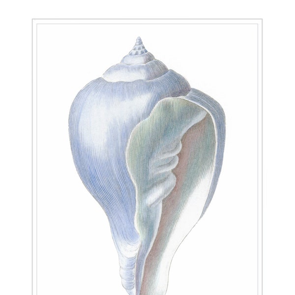 Sea Shell Print - Etsy