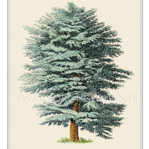 The Cedar of Lebanon Tree Wall Art Giclée Print, Taken From Our Original Hand Coloured Engraving.