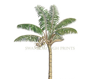 Palm Tree Print Tropical Coconut Palm Tree Coastal Beach Home Giclée Printed onto Smooth Archival Paper Home and Living Wall Art.