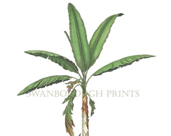Banana Palm Tree Print. Palm Tree Art Illustration. Beach House Coastal Home. Tropical Palm Tree Print.