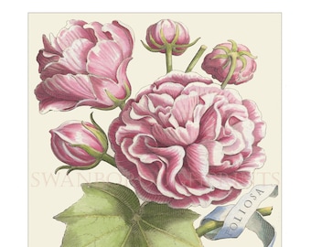 Print of a Pink Rose, Foliosia Sinensis Rosa Print Taken from The Original Antique 1638 Engraving by Giovanni Battista Ferrari.