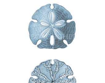 Stampa di ricciola di mare blu su carta acquerello di qualità archivistica.