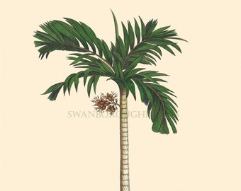 Tropical Coconut Palm Tree Art Print. Palm Tree Wall Decor Print Giclée Printed onto Smooth Archival Paper