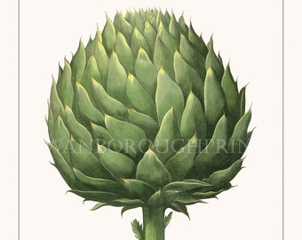 Globe Artichoke Art Print Illustration. Home Decor Kitchen Wall Art Prints and Posters. Botanical Kitchen Wall Art.