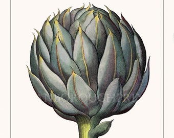 Globe Artichoke Art Print Illustration. Home Decor Kitchen Wall Art Prints and Posters. Botanical Kitchen Wall Art.