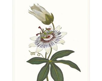 Passion Flower Art Print Botanical Wall Art