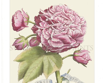 Estampe d'une rose rose, Rosa Sinensis Impression Foliosior tirée de la gravure ancienne originale de 1638 par Giovanni Battista Ferrari.