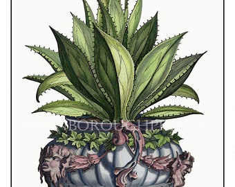 Aloe Plant in a Vase Decorative Home and Living Giclée Print, Perfect for a Classical Room Setting, Beautiful Wall Art Print.