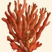 see more listings in the Sealife. Corals. Shells section