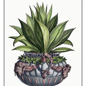 Aloe Plant in a Vase Decorative Home and Living Giclée Print, Perfect for a Classical Room Setting, Beautiful Wall Art Print.