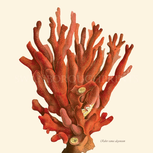 Image showcasing Red Coral Aquarium - Etsy