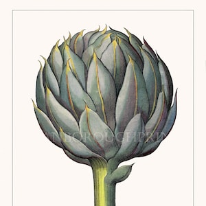 Stampa artistica di carciofo globoso. Stampe e poster per la decorazione della casa, da parete, da cucina. Arte botanica da parete per la cucina.
