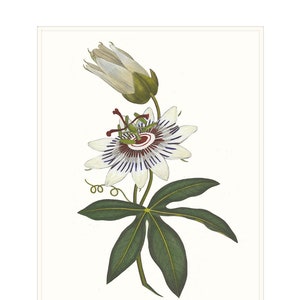 Stampa artistica di Passiflora. Disegno botanico di Passiflora. Immagine di studio floreale. Stampa di fiori da giardino di campagna. Decorazione da parete per la camera degli ospiti.