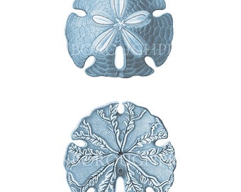 Blue Sand Dollar Sea Life Print.