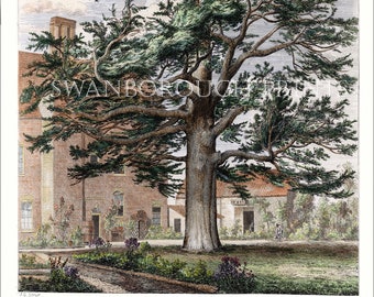 Cedar at The Palace Garden Enfield Decorative Giclée Print taken from The Original Engraving by Jacob Strutt.