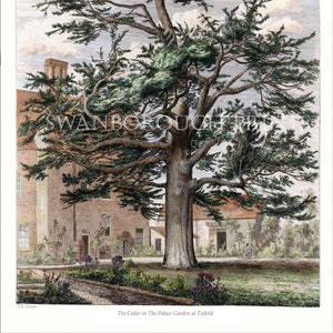 May include: A vintage illustration of a large cedar tree in a garden setting. The tree has a thick trunk and many branches with green needles. The tree is in front of a brick building with a red roof. The text "The Cedar in The Palace Garden at Enfield" is at the bottom of the image.