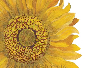 Sunflower Art Print French Botanical Country Art. Botanical Art Print. Yellow Sunflower Decor Living Room Wall Art.