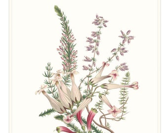 Scottish Heather Wall Art Print Pink Heather Flowers Wall Picture Botanical Drawing Art Print. Gardeners Gift.