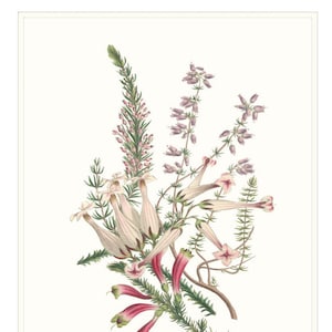 Scottish Heather Wall Art Print Pink Heather Flowers Wall Picture Botanical Drawing Art Print. Gardeners Gift.