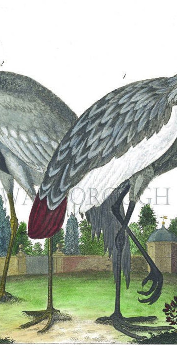 Grue Oiseau Wall Art Impression Doiseau Grue Grise Art De La Maison élégante Art Mural Oiseau Décoration Murale Maison Et Vivant Impression