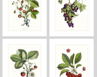 Summer Fruit Art Prints Strawberries Cherries And Grapes Fruit Prints On Archival Watercolour Paper