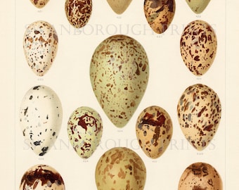 Sea and Marshland Bird Eggs Print Giclée Printed onto Archival Watercolour Paper