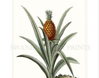 Pineapple Wall Decor. Pineapple Art Wall Print. Pineapple Art Home Decor Watercolour Print