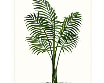 Palm Tree Art Print. Tropical Tree Print. Beach House Print. Palm Plant on Archival Watercolour Paper