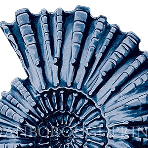 Pu&ograve; includere: Un fossile di ammonite blu e bianco a forma di spirale. Il fossile &egrave; dettagliato e mostra le camere dell'ammonite.
