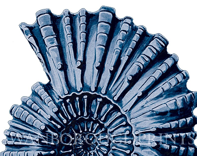 Pu&ograve; includere: Un fossile di ammonite blu e bianco a forma di spirale. Il fossile &egrave; dettagliato e mostra le camere dell'ammonite.