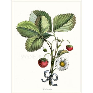 Strawberry Fruit Print, Strawberry Fruit Kitchen Wall Art, Dining Room Strawberry Wall Art.