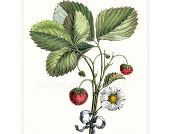 Strawberry Fruit Print, Strawberry Fruit Kitchen Wall Art, Dining Room Strawberry Wall Art.