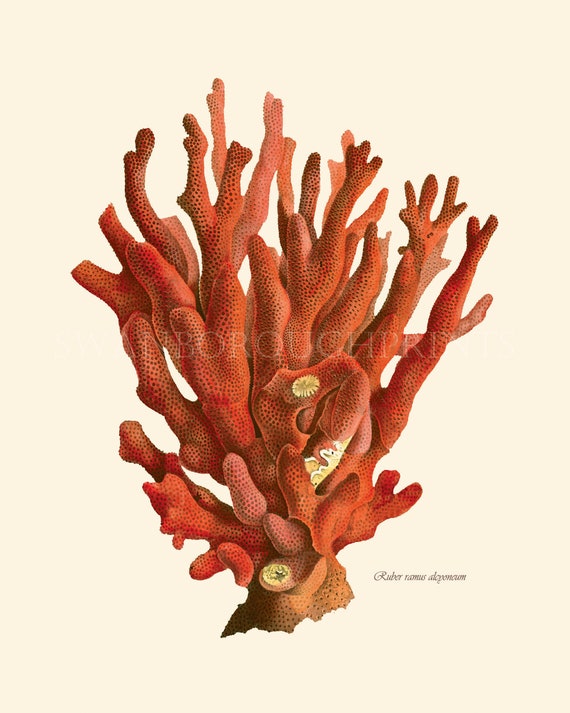 Red sale branch coral
