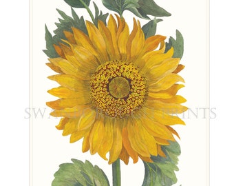 Sunflower Art Print South Of France French Provence Countryside Botanical Print Onto Archival Watercolour Paper